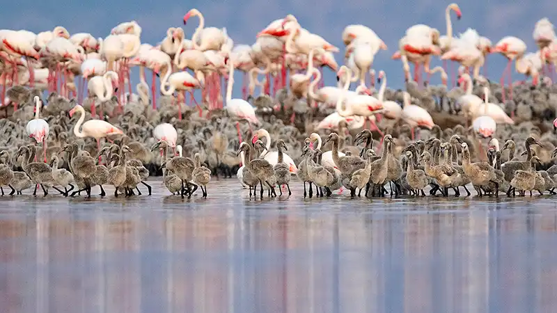 Full-Flamingo-Aktionsträger-Flock-Flamingos-with-Flock-Chickens-1