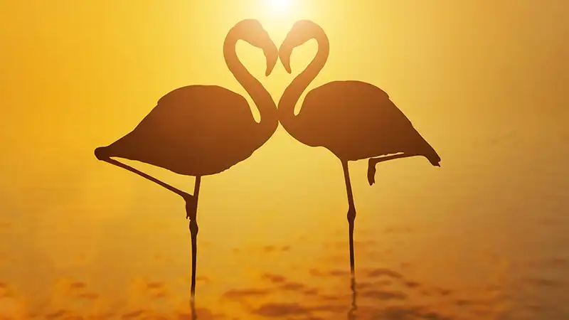 Full-Flamingo-Home-2-Flamingos-Heart-Shape-Sundown-1