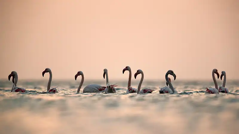 Full-Flamingo-Home-Flamingos-Swimming-Sundown-1