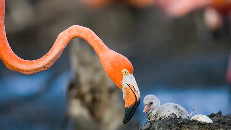 Full-Flamingo-Home-Flamingos-looking-at-Chick-1