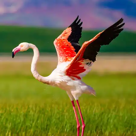 Full-Flamingo-Investoren-Flamingo-Spreading-Wings-1a