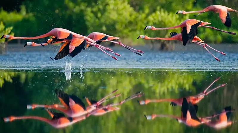 Full-Flamingo-Shops-Flamingos-Fyling-low-Water-Reflection-1a