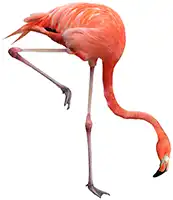 Full-Flamingo-Team-Flamingo-Head-down-One-Leg-Bent-White-Background - 1