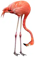 Full-Flamingo-Team-Flamingo-Head-down-White-Background - 1