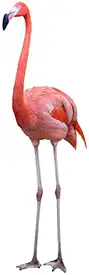 Full-Flamingo-Team-Flamingo-Standing-Looking-Frontal-White-Background - 1